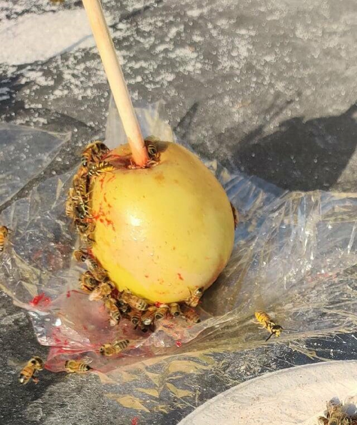 "The bees eating all the candy off the candy apple"