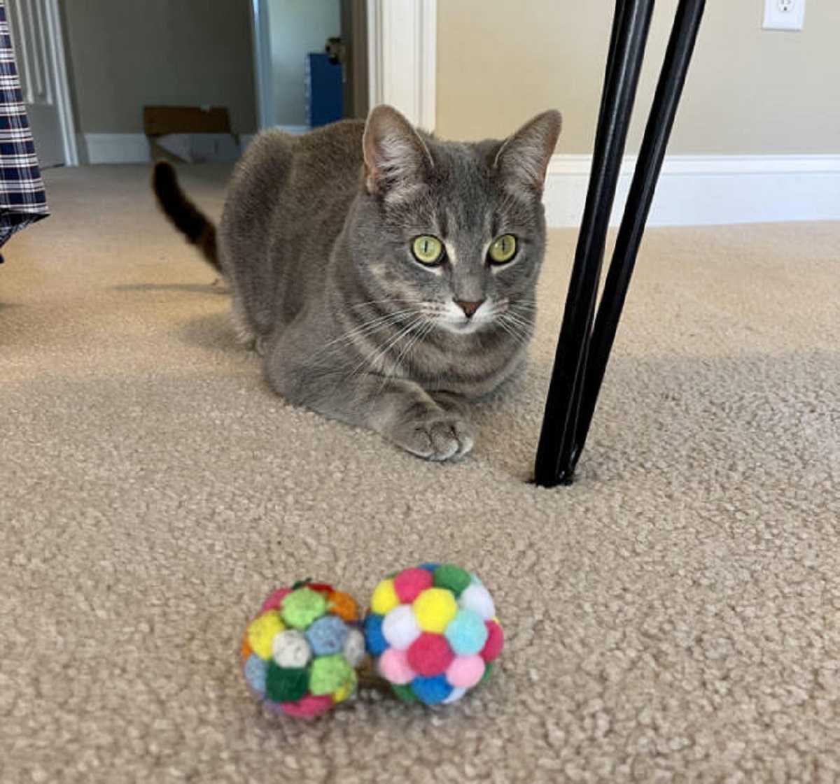 “My cat’s favorite 2-year-old ball vs her new one”