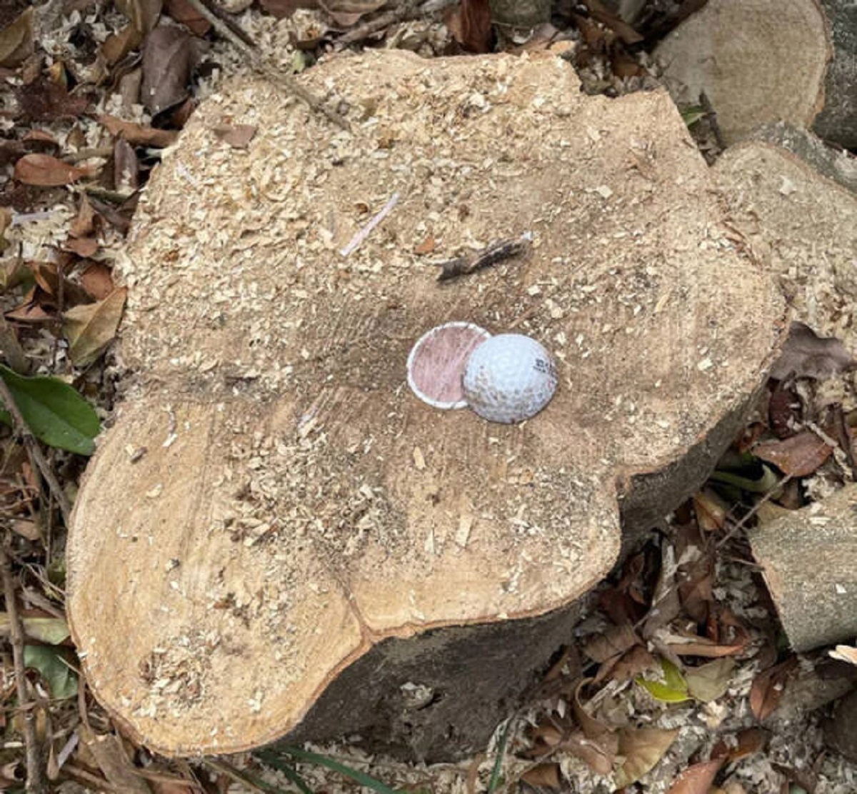 “A golf ball in neighbor’s tree.”