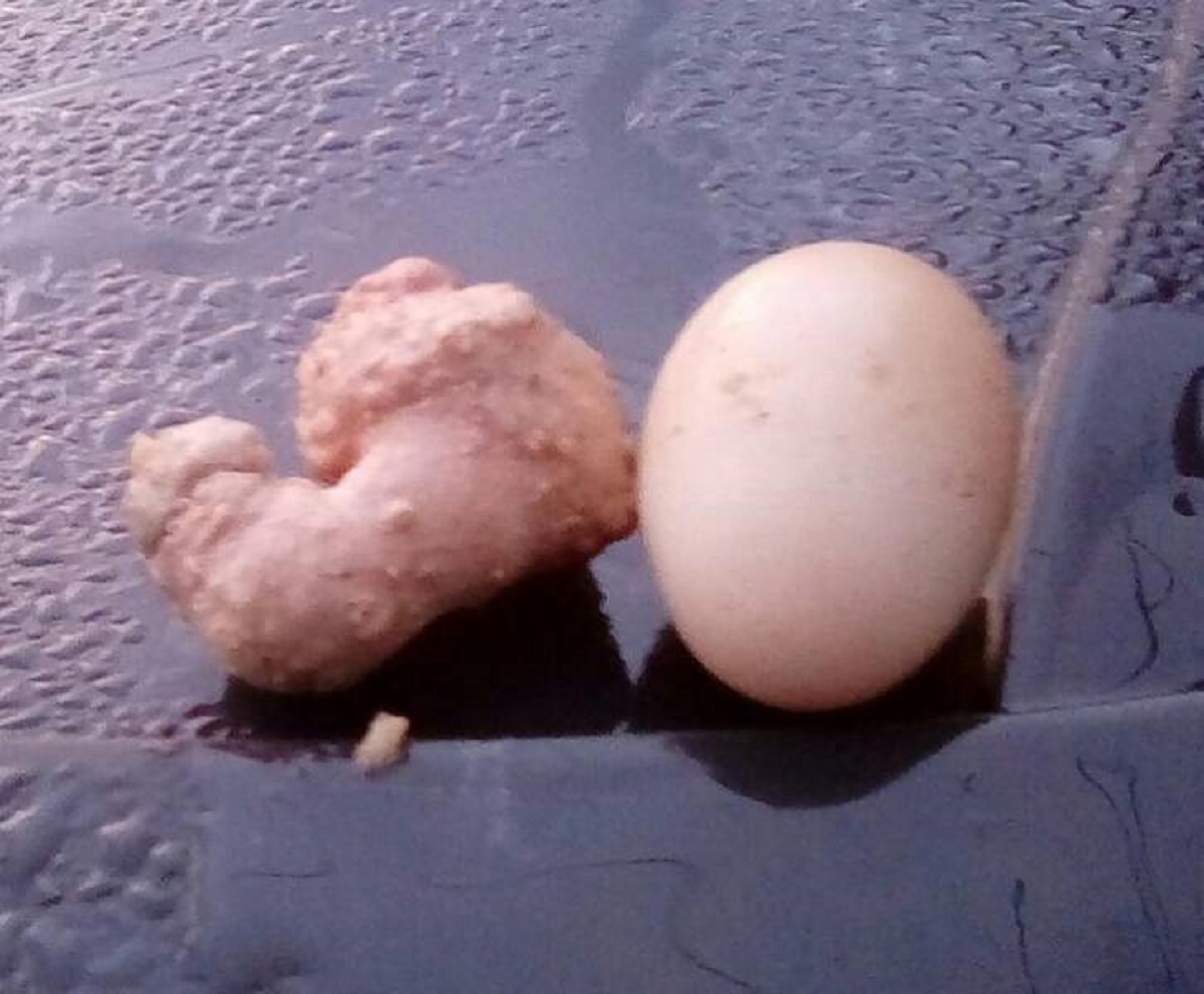 “Deformed chicken egg next to a regular chicken egg.”