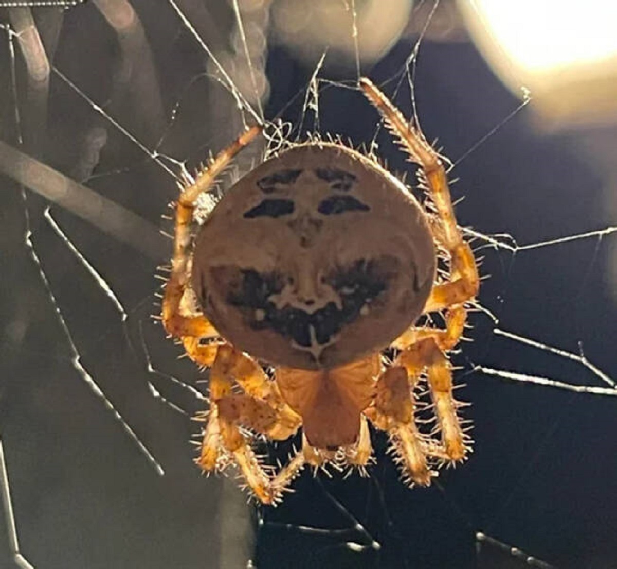 “My door spider has a happy face on it.”