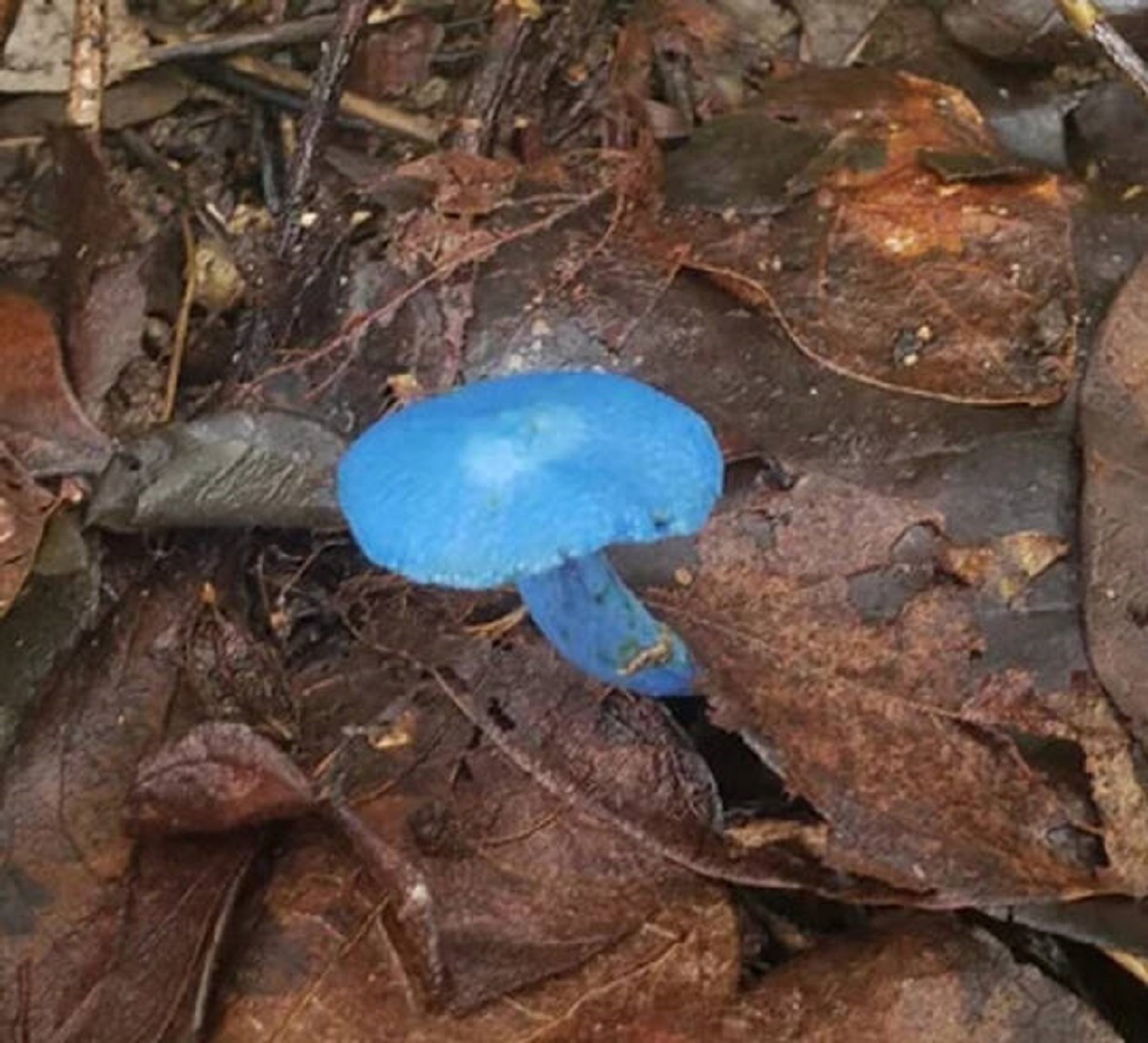 “I came across a blue mushroom.”