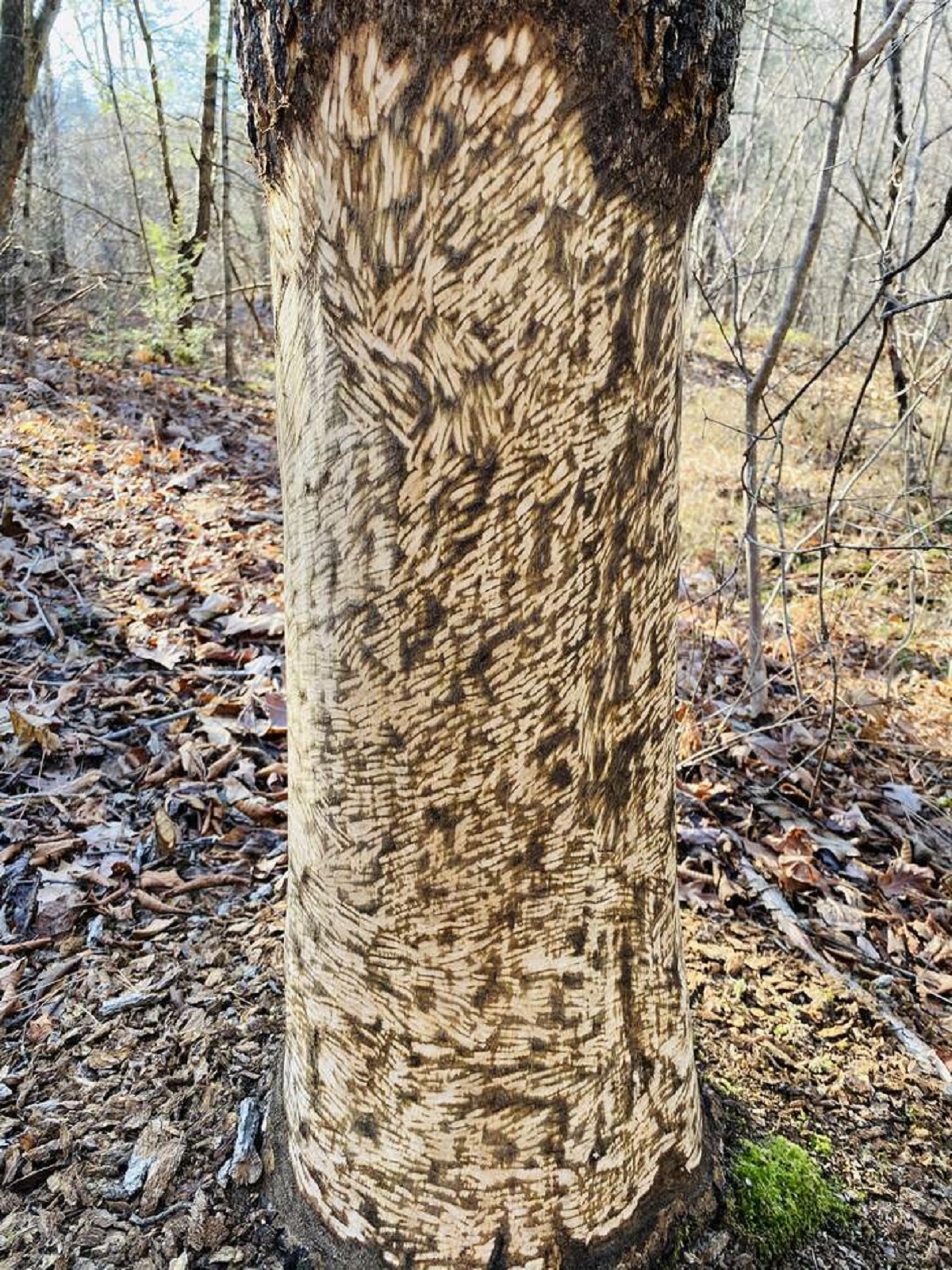 “Beaver’s chew marks on a tree that I found.”