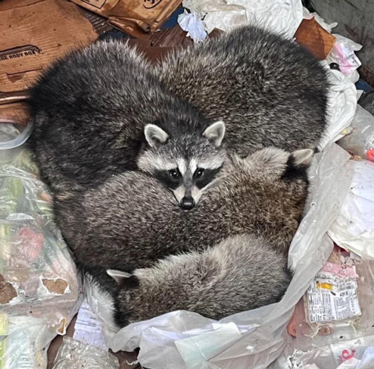 “I found this little trashheart in my work dumpster this morning.”