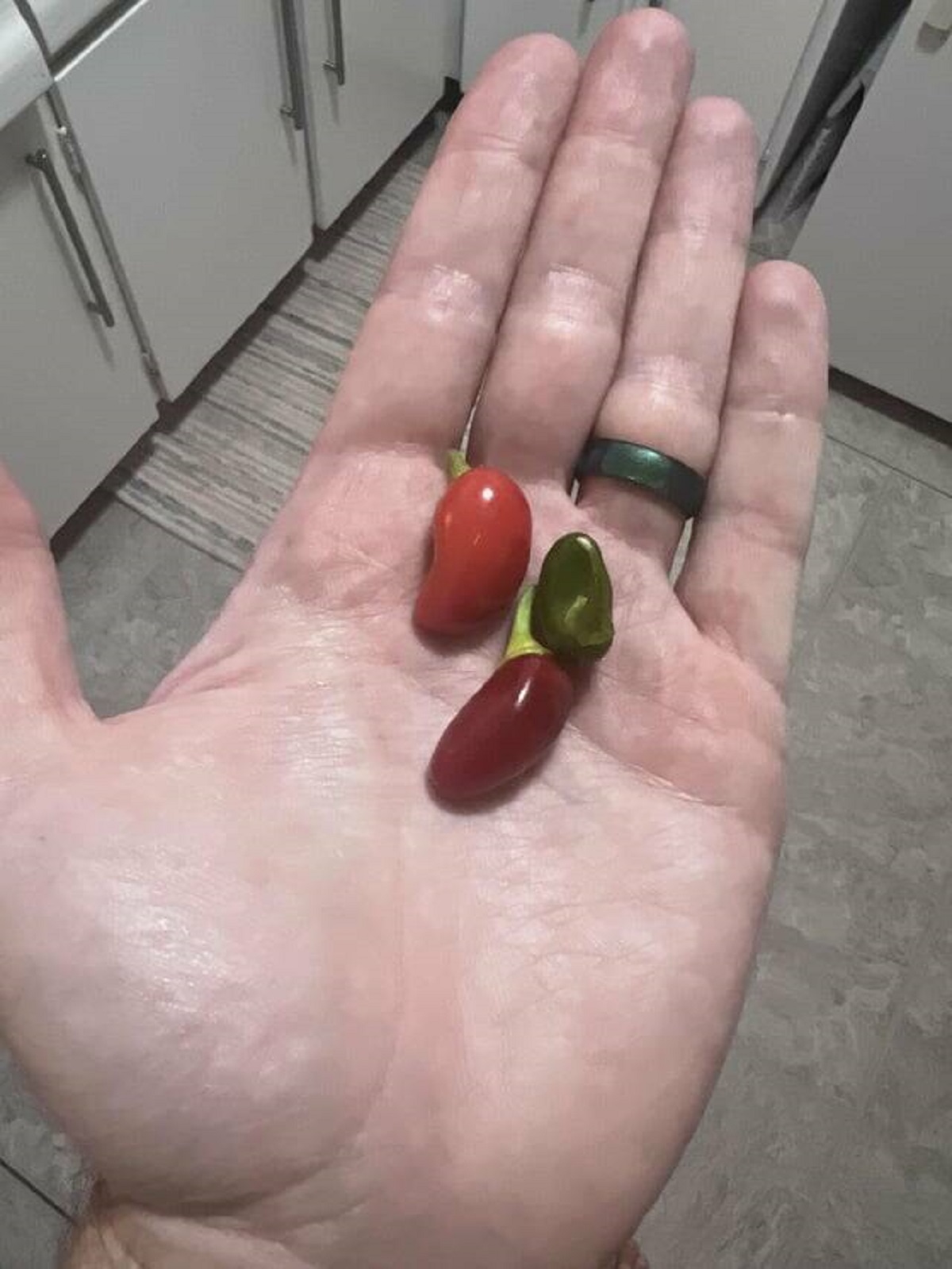"My Jalapeno harvest this year."
