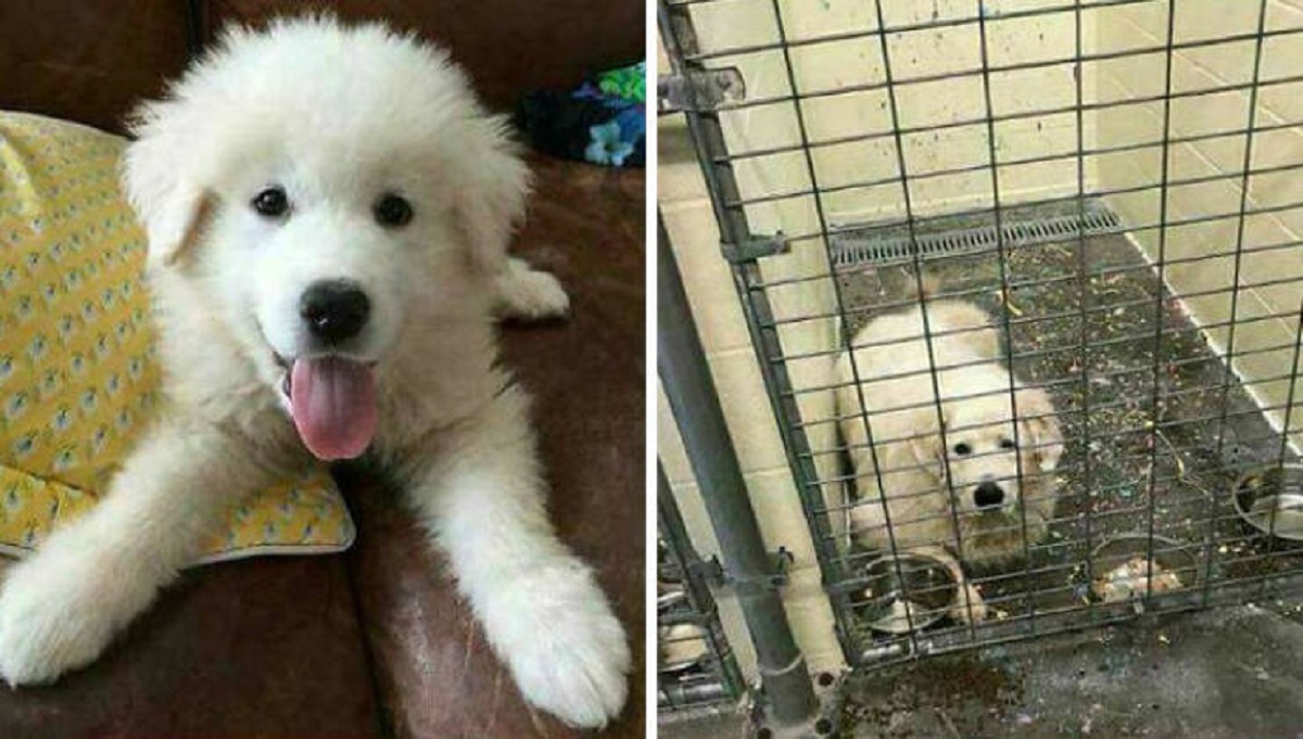 "Unwanted Puppy Was Adopted And Given As A Gift To A Family For Christmas... Only To End Up Back At The Same Shelter Next Christmas. Dogs Are For Life - Not Just Christmas"