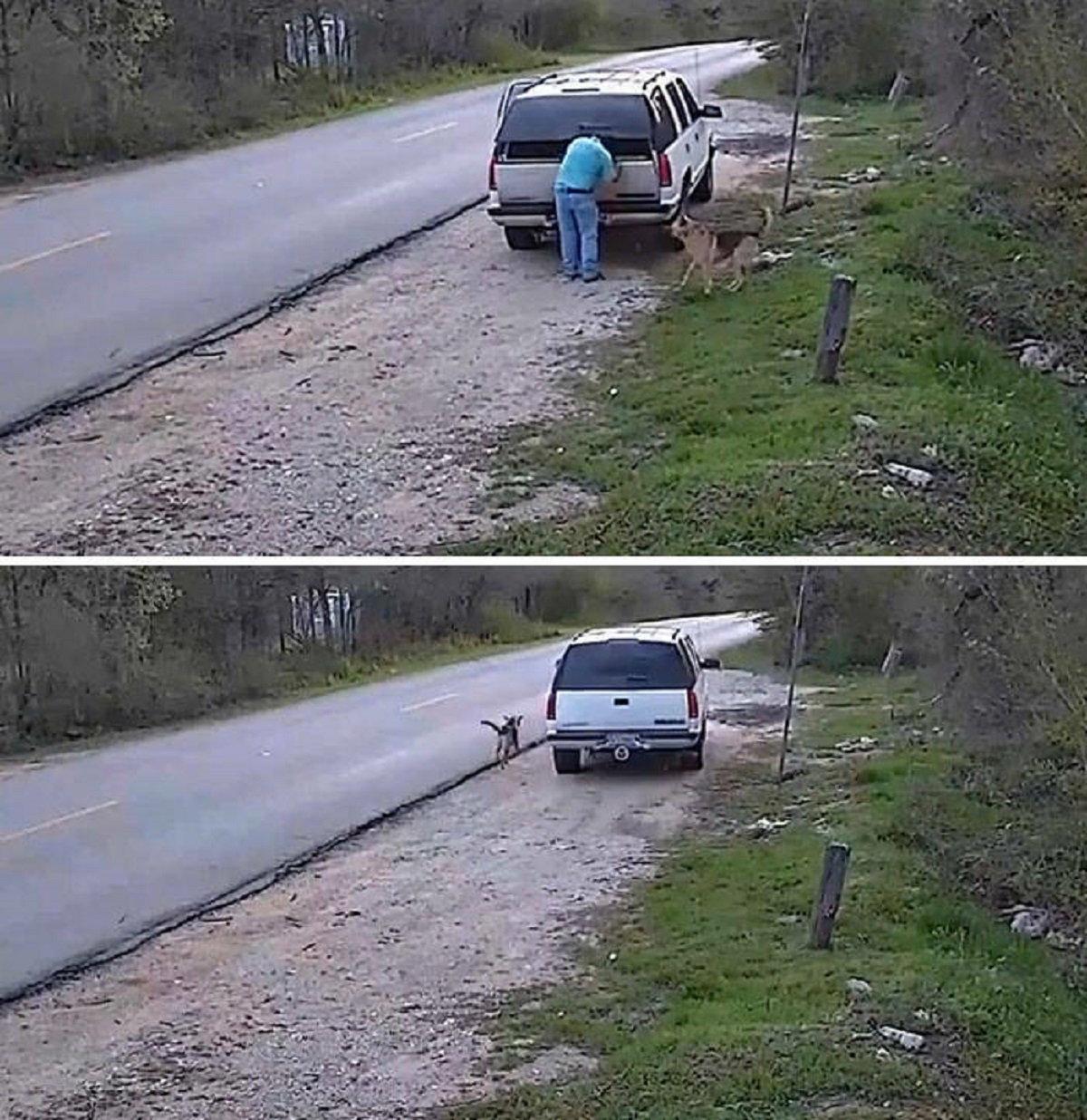 "Human Leaves His Dog On Side Of The Road"