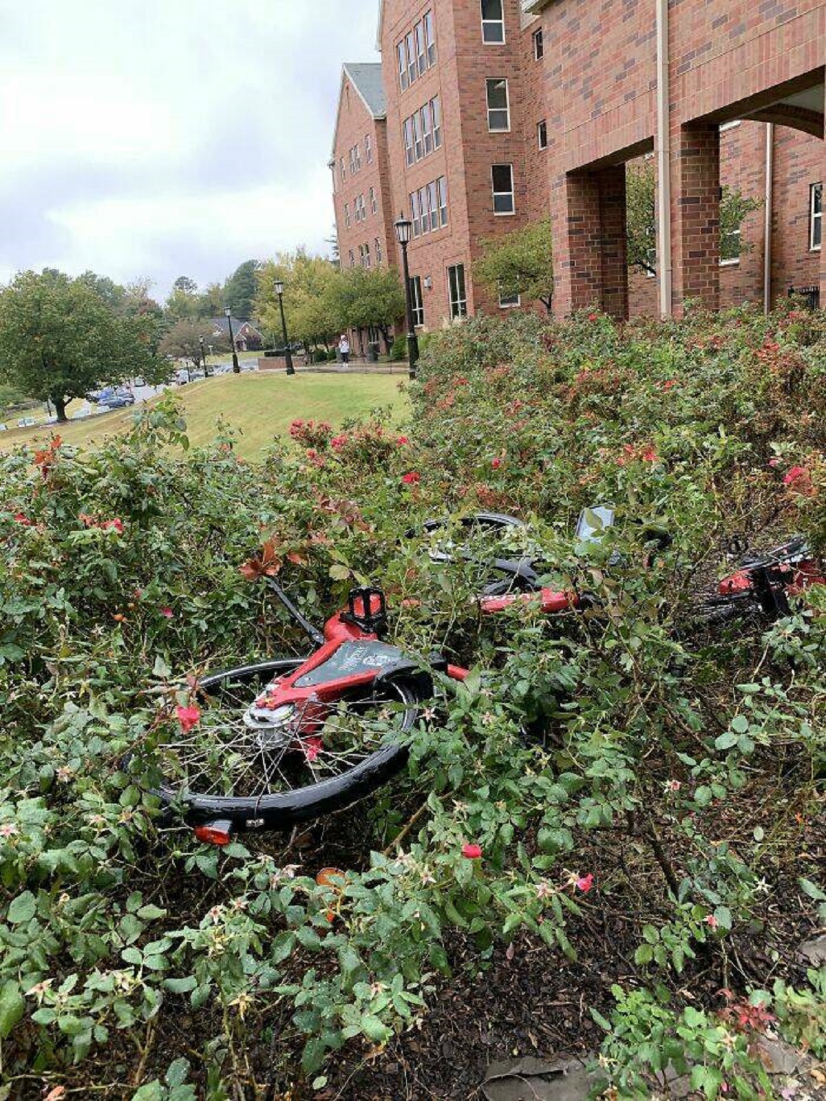 "People At My School Threw The Pay-To-Ride Bikes In The Bushes Instead Of Putting Them Back On The Bike Rack 10 Feet Away"