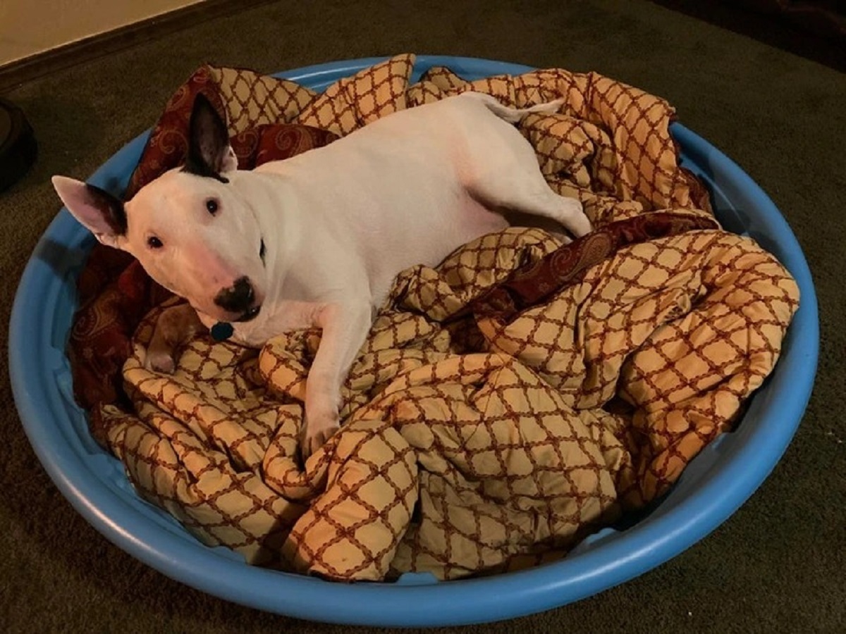 A plastic kiddie pool with a blanket inside becomes a big, comfy dog bed.