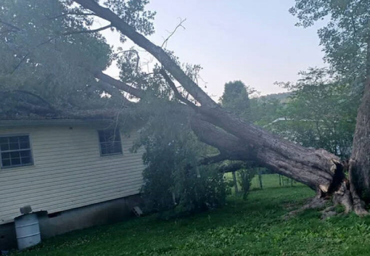 "Husband’s coworker hired someone to remove a tree from his backyard. They quoted him $600 to do it. Dude was not insured or licensed. Near as we can tell, it was just a dude who owned a chainsaw.

Tree fell on the house, damaged part of the roof, siding, and took out the electricity. His insurance wouldn’t cover it because the dude who did it was just a dude. Took 4 days to get the electricity fixed. The dude who took down the tree “felt really bad” about the damage he caused"