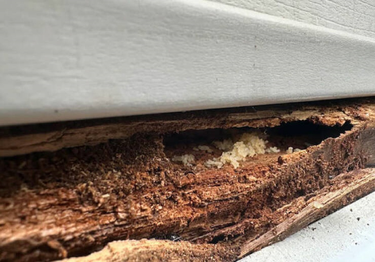 "Not paying attention to termites invading his garage. The framing was so chewed up that the only thing keeping it standing was the outside stucco. And he won’t take advice on it"