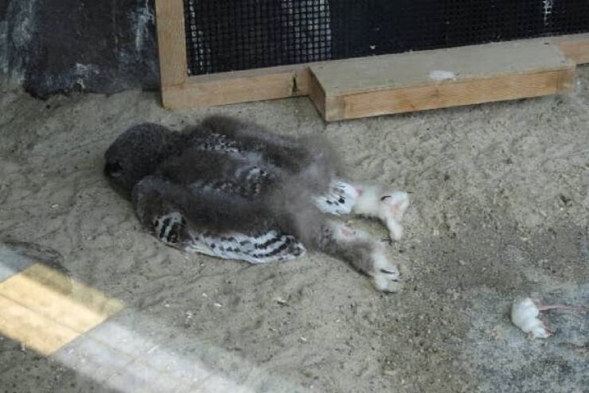 Baby owls sleep facedown, on their stomachs: