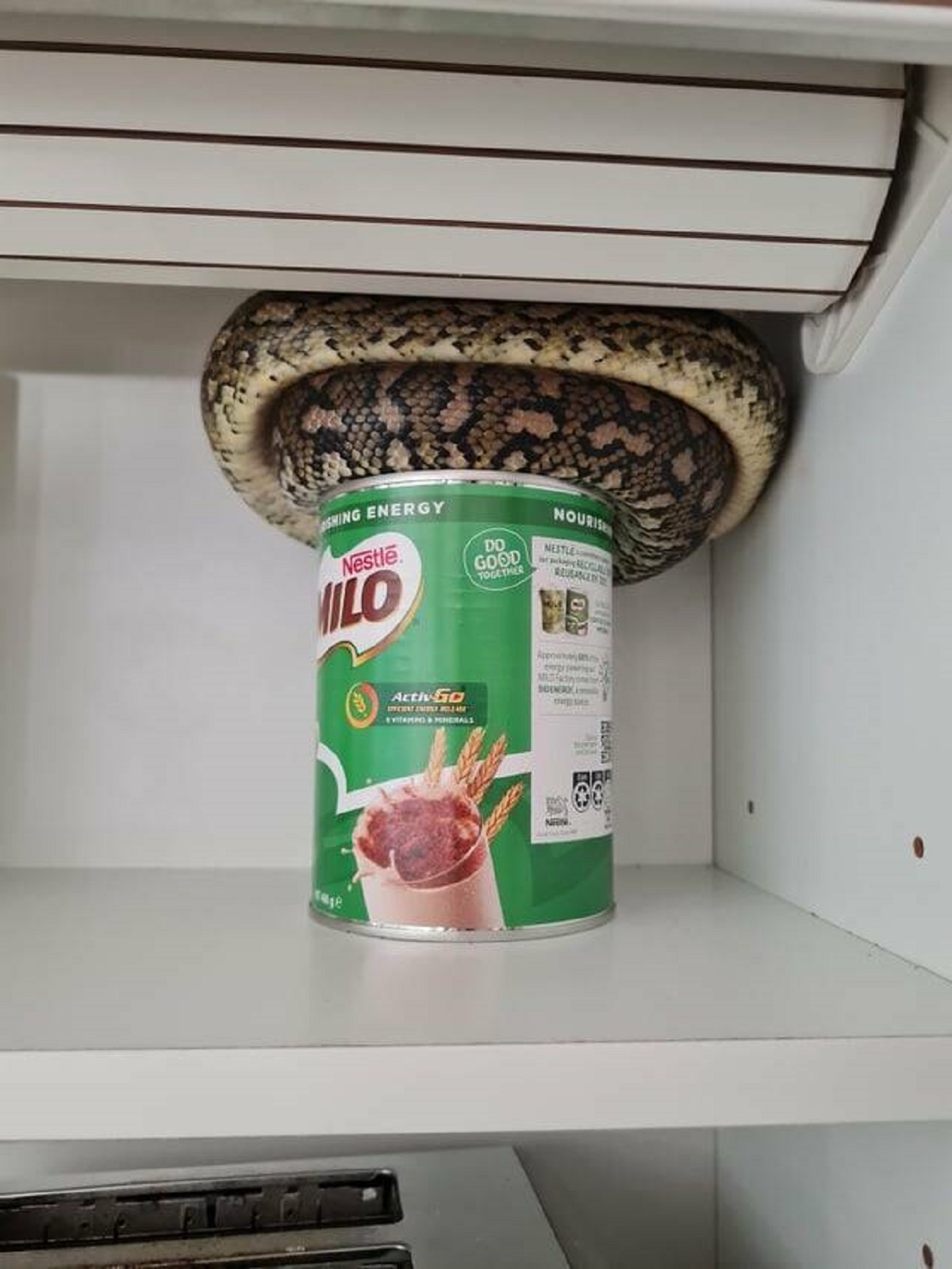 "This carpet snake is curled up and balancing on this tin of Milo"