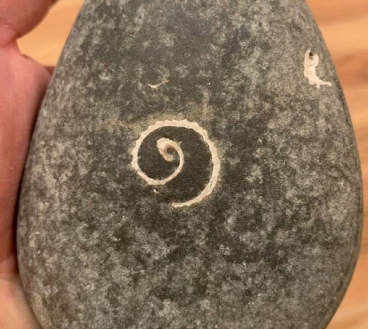 “This rock I found has a shell inside it and it’s been worn down to a flat spiral.”