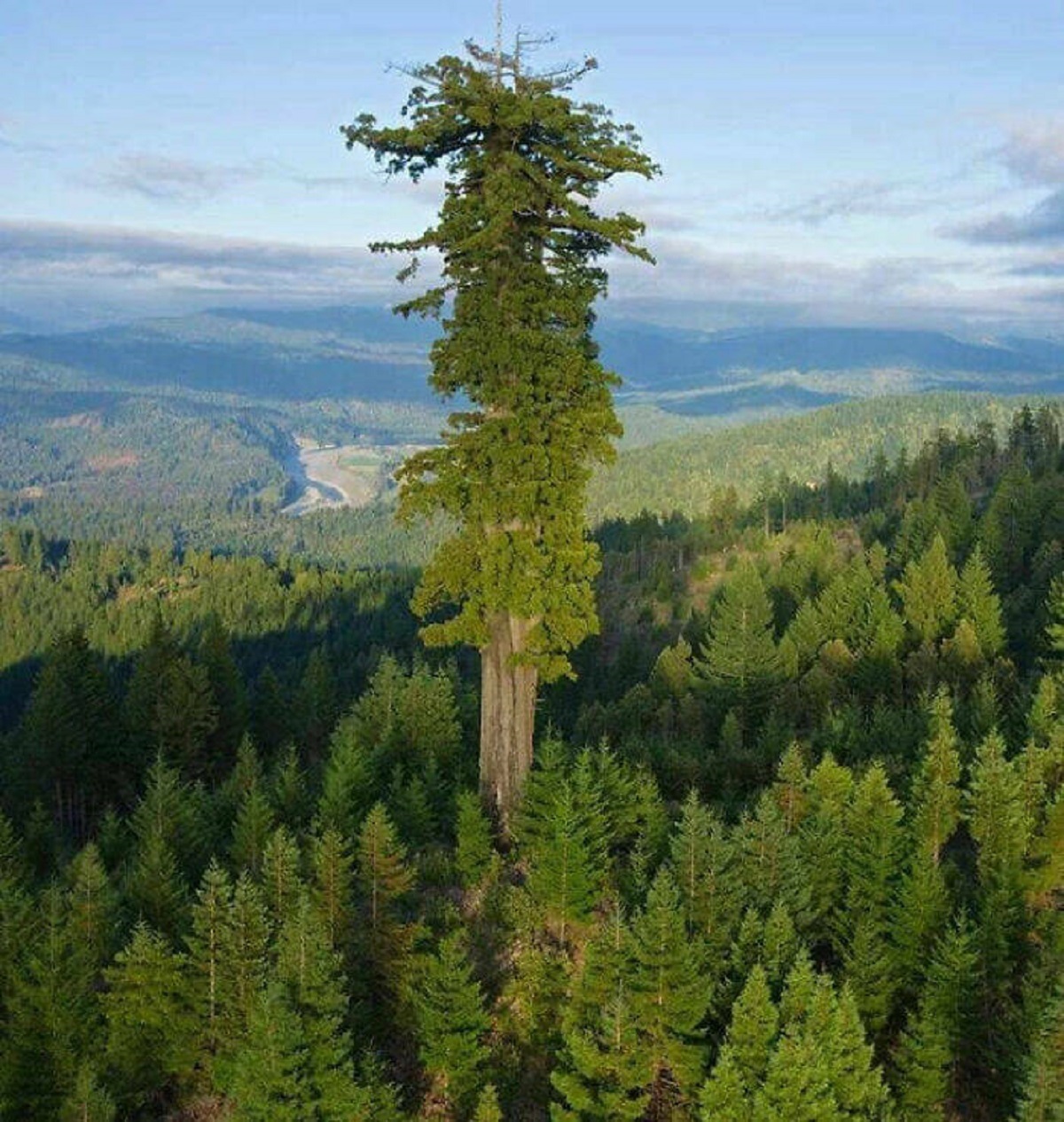 "Hyperion, The World's Tallest Living Tree"