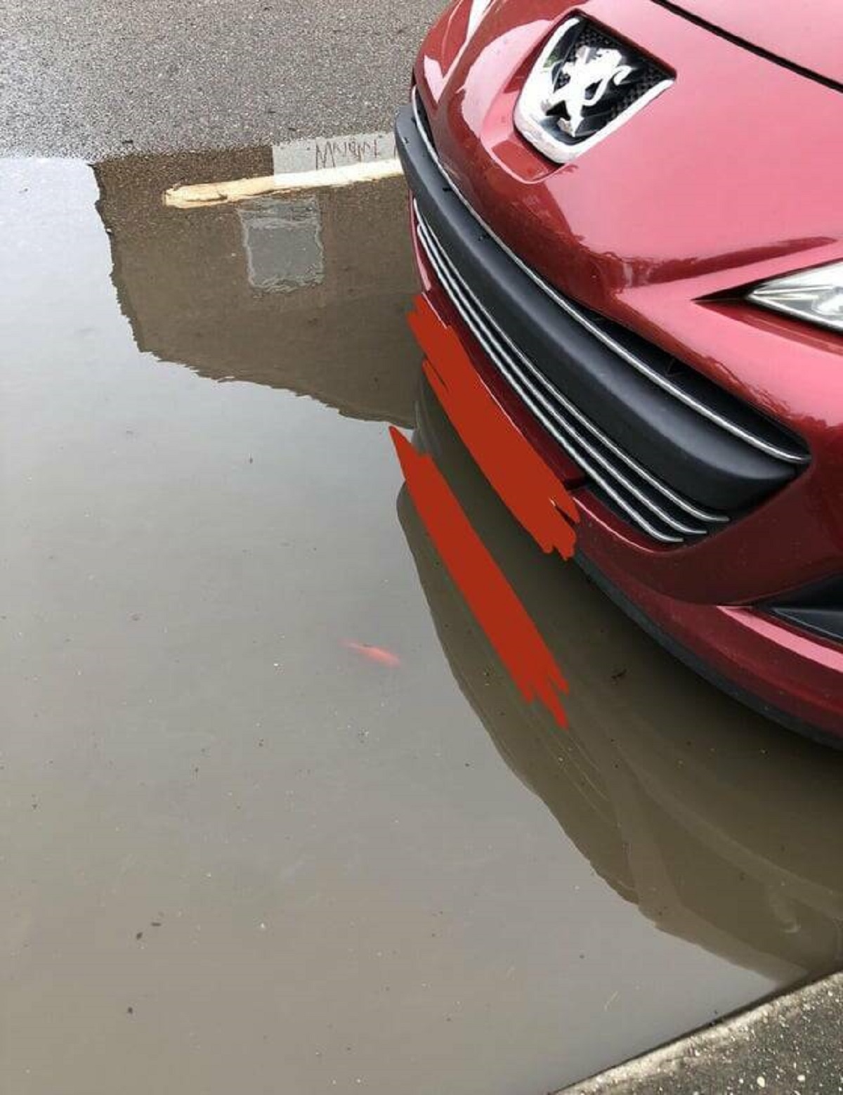 "Saw a goldfish in a rain puddle today"