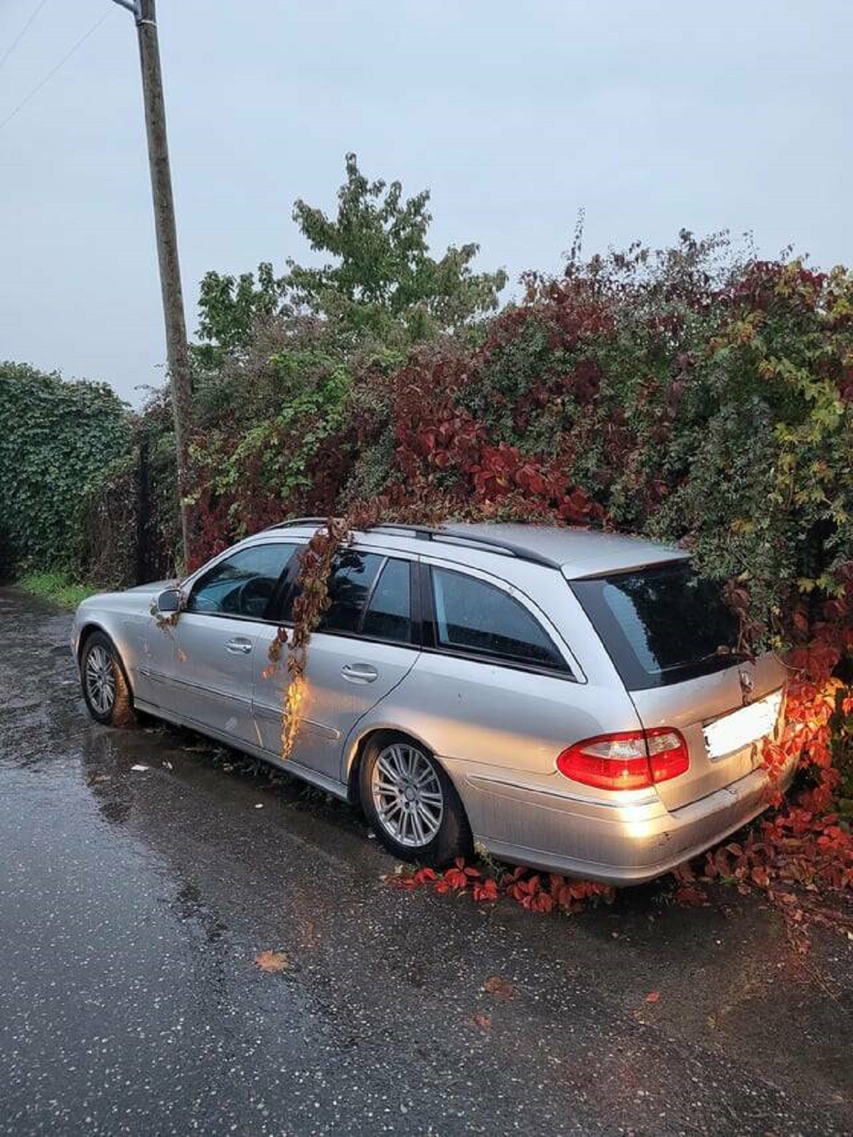 "This car that has been parked in my street for some weeks now is slowly claimed by nature"