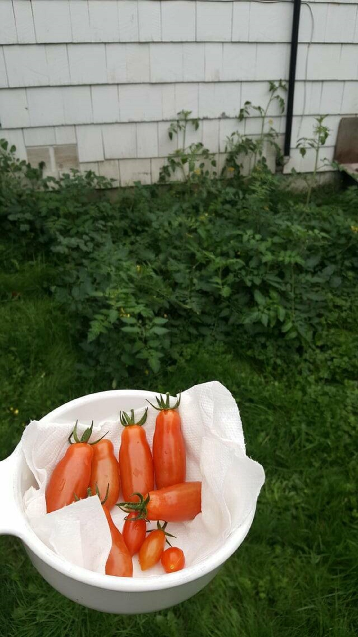 "Mutated tomatoes started growing on top of my septic tank"