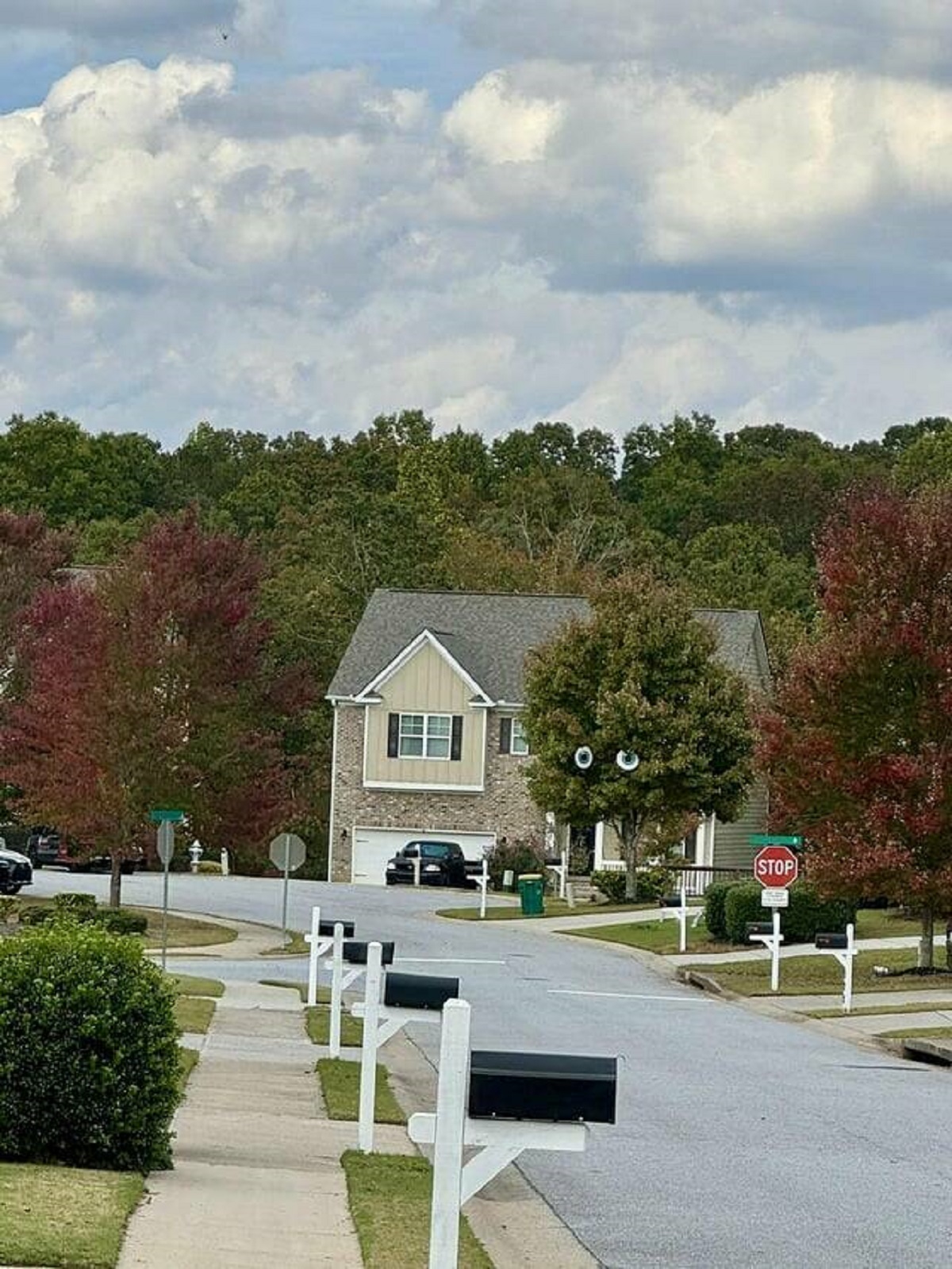 "Neighbors gave their tree eyes for Halloween."