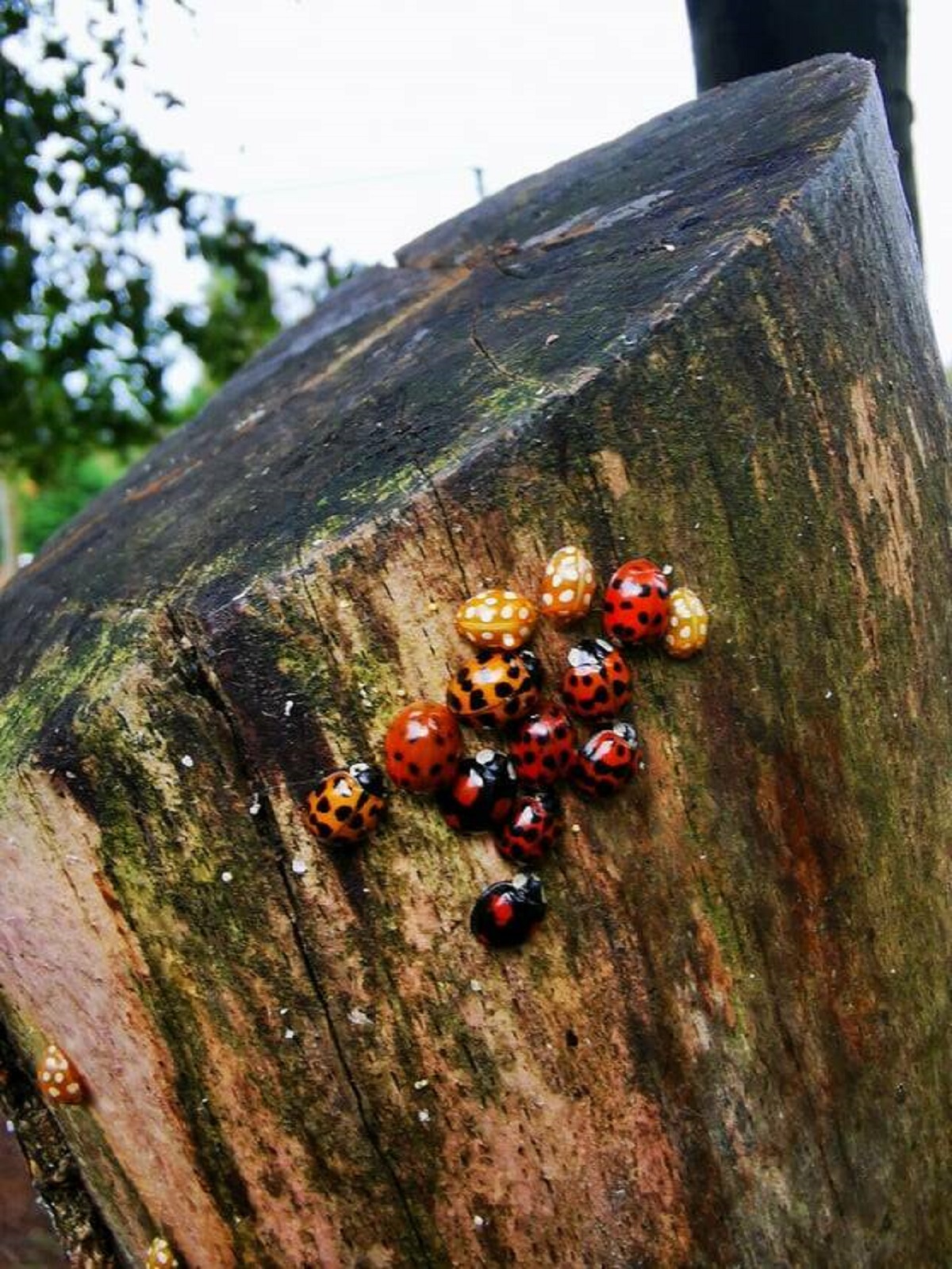 "This multi coloured ladybird gathering"