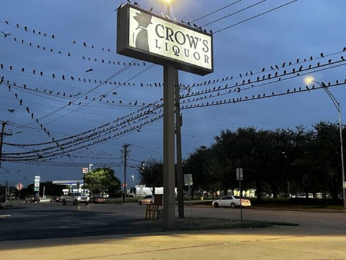 "This photo I took outside a local liquor store"