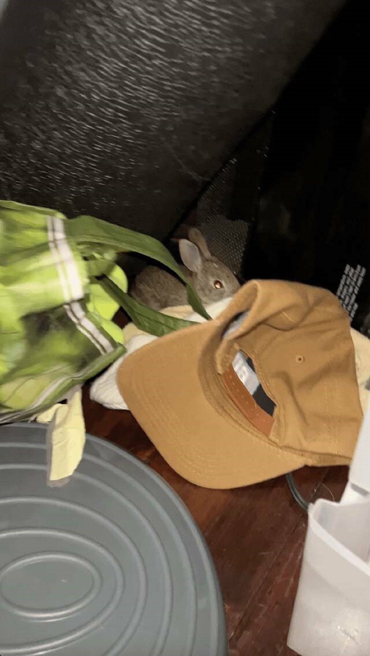 "I found a baby bunny in my closet"