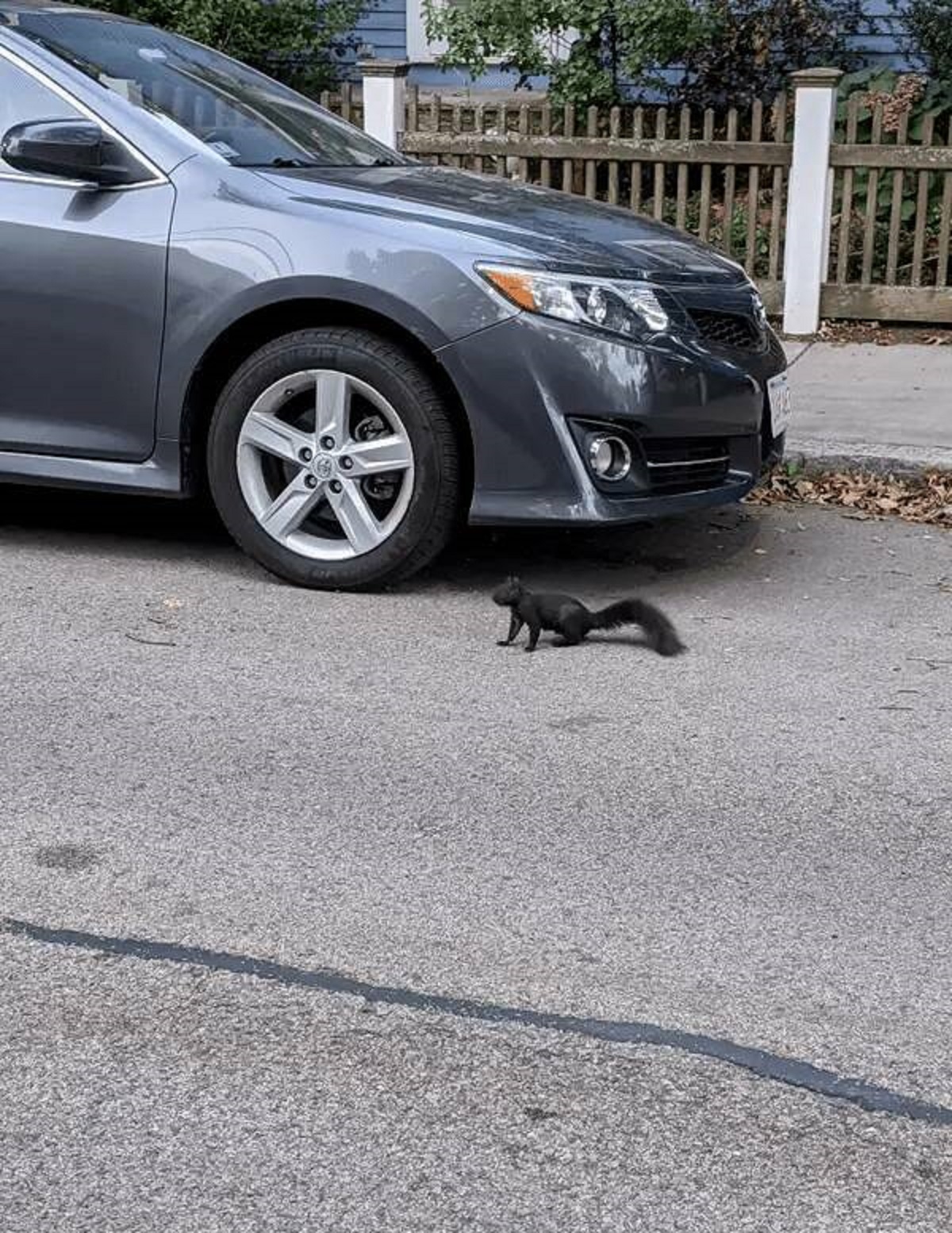 "And a black squirrel."