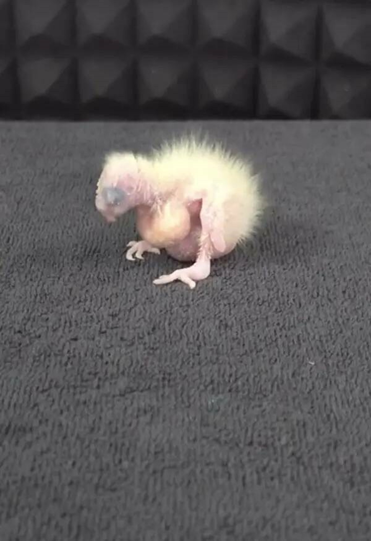 "A newborn parrot "