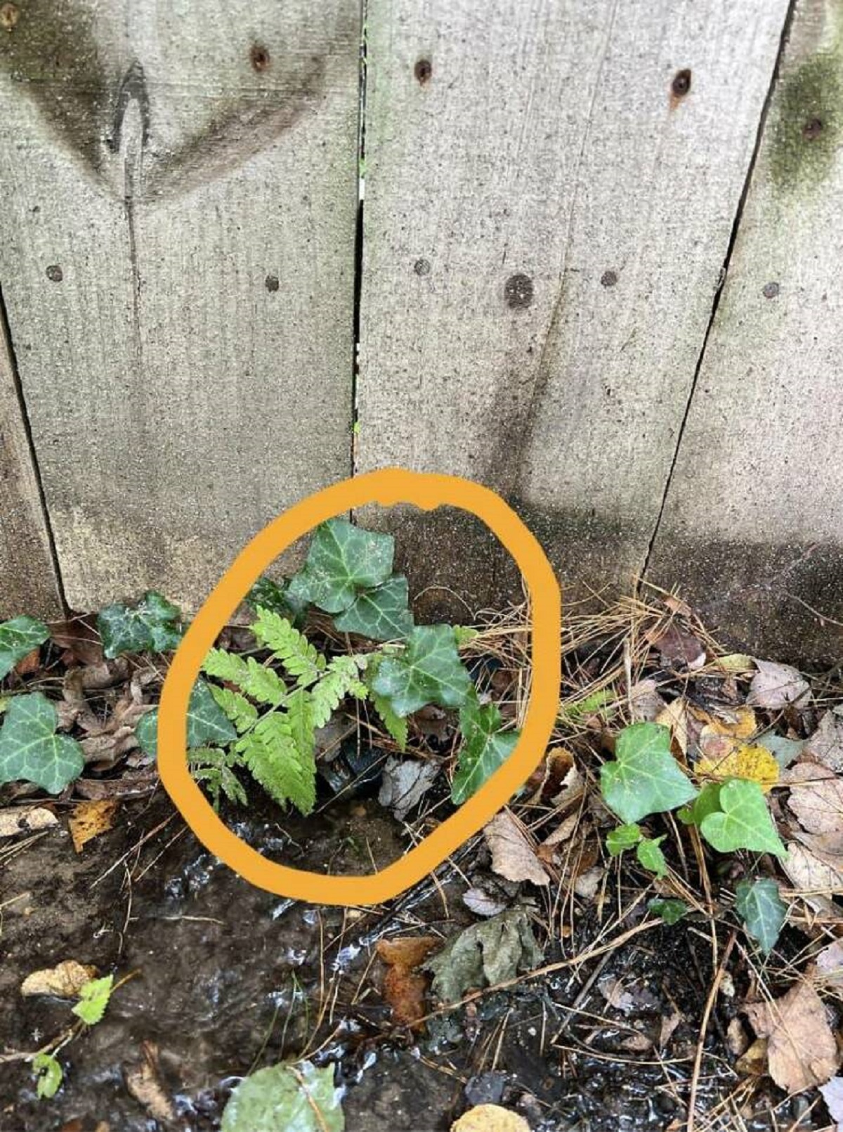 This person discovered a neighbor draining their pool into their yard: