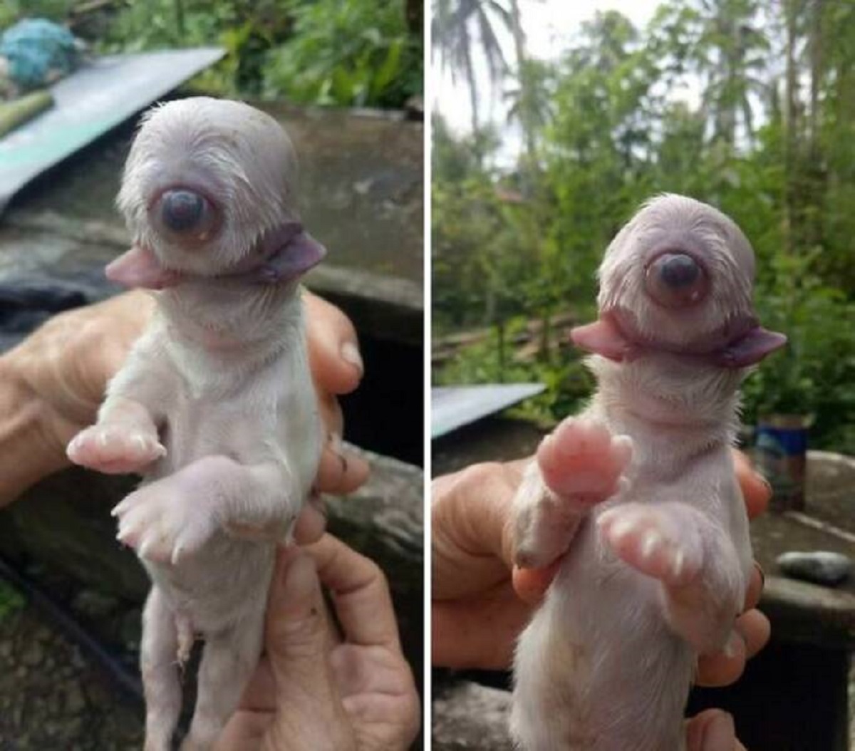 "A Puppy Born With One Eye, 2 Tongues And No Nose"