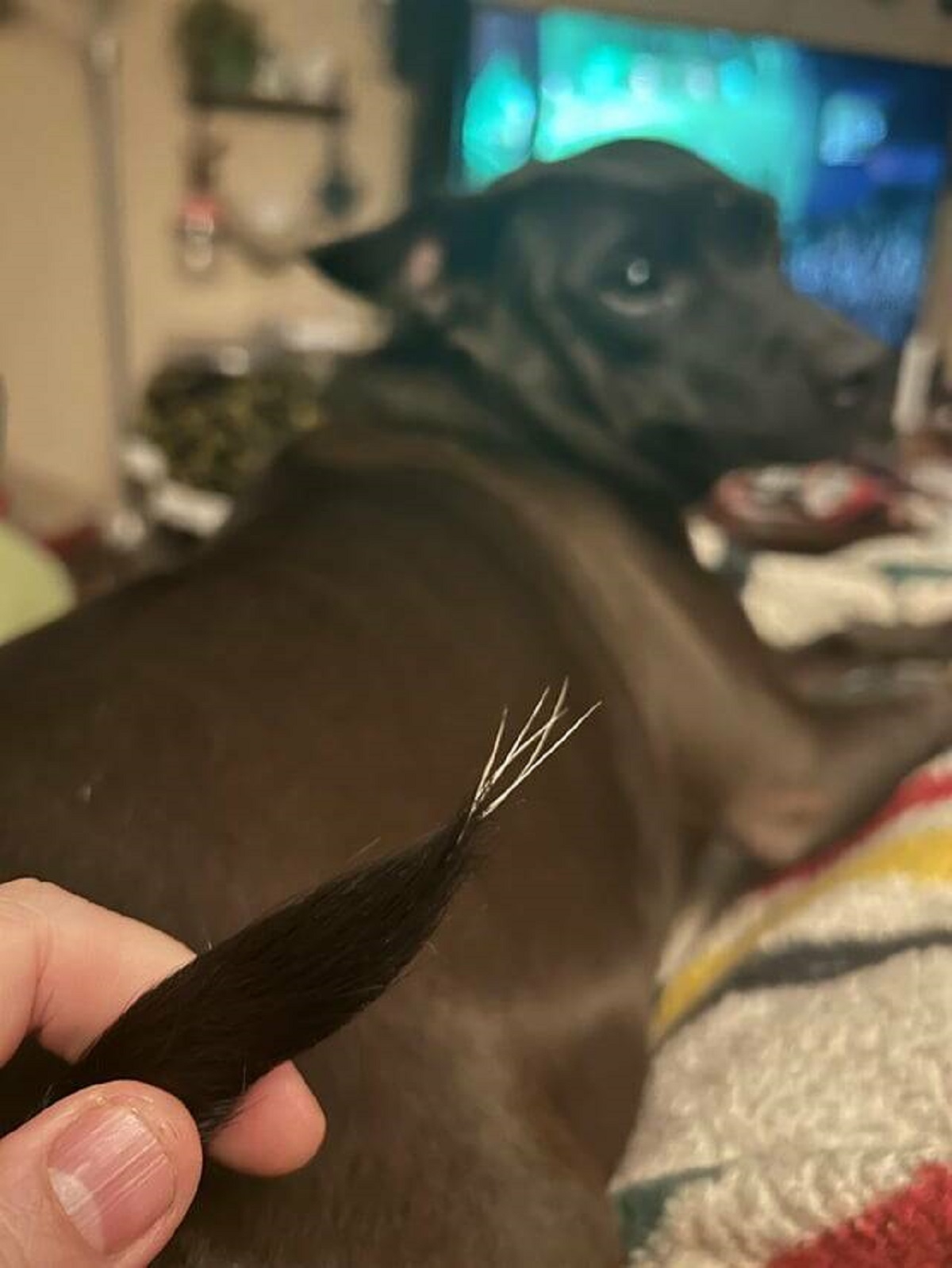 "My brown dog has 6 white hairs on the tip of her tail"