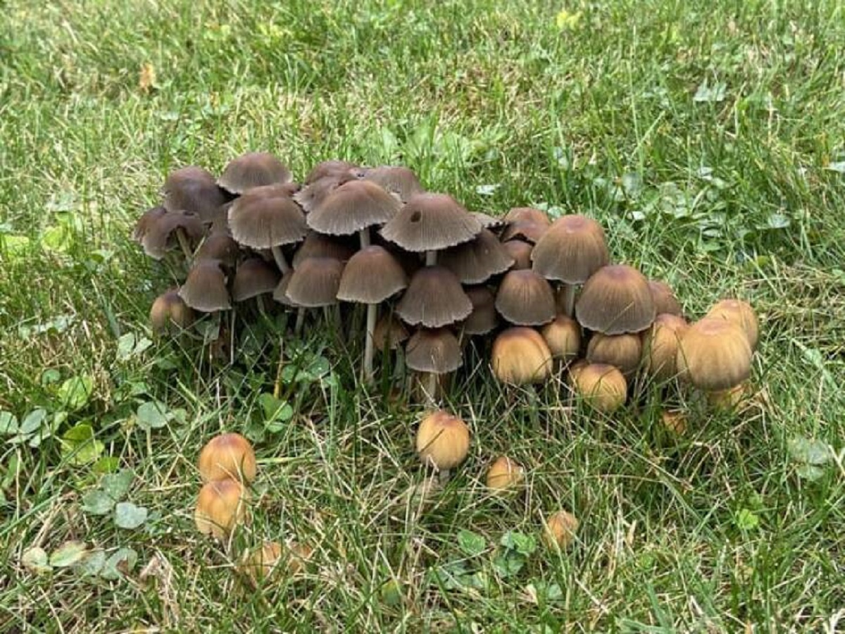 "This patch of mushrooms that popped up a couple days after I mowed"