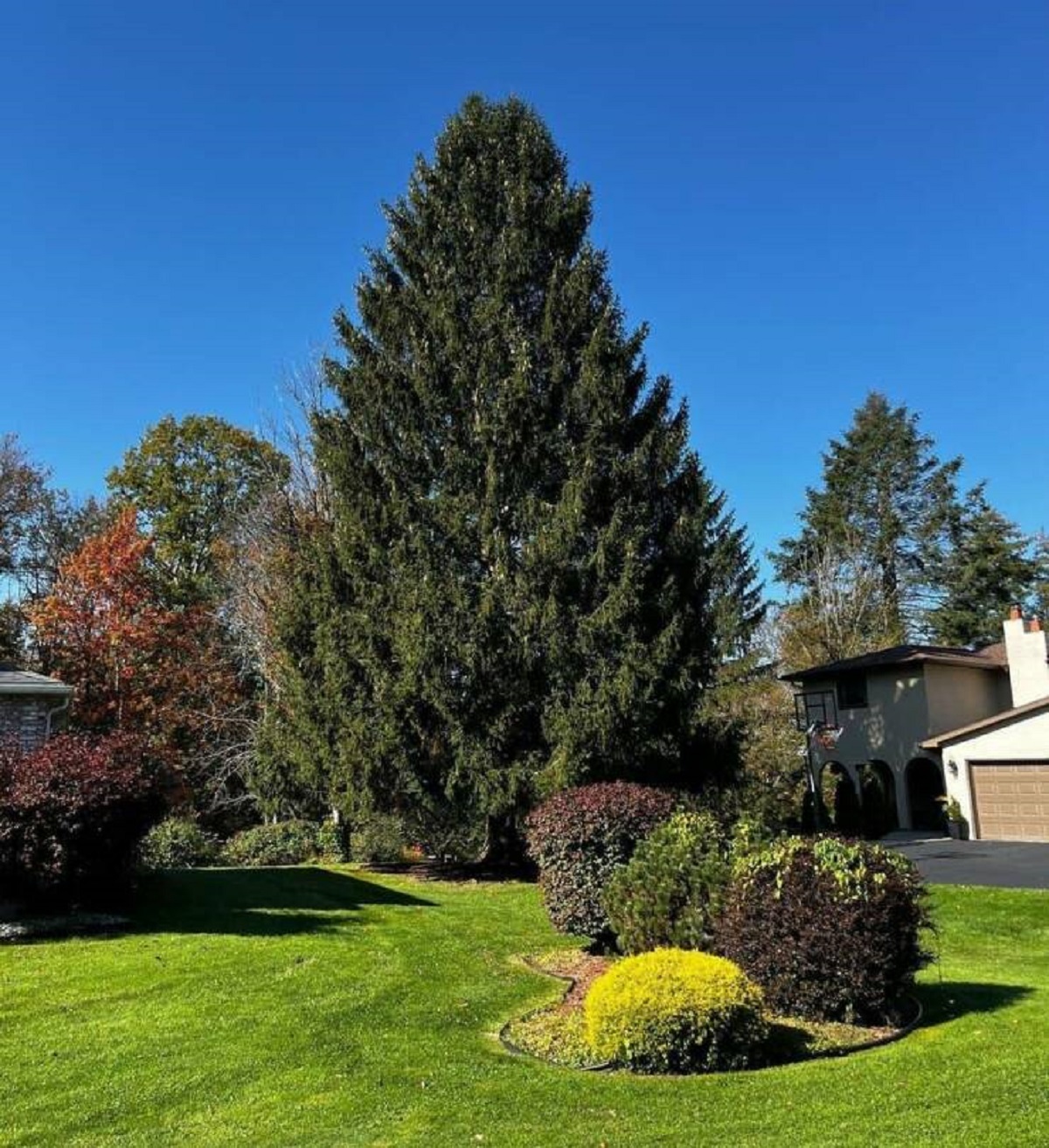 This is the tree that will be used as the Rockefeller Center Christmas tree for the 2023 holiday season.