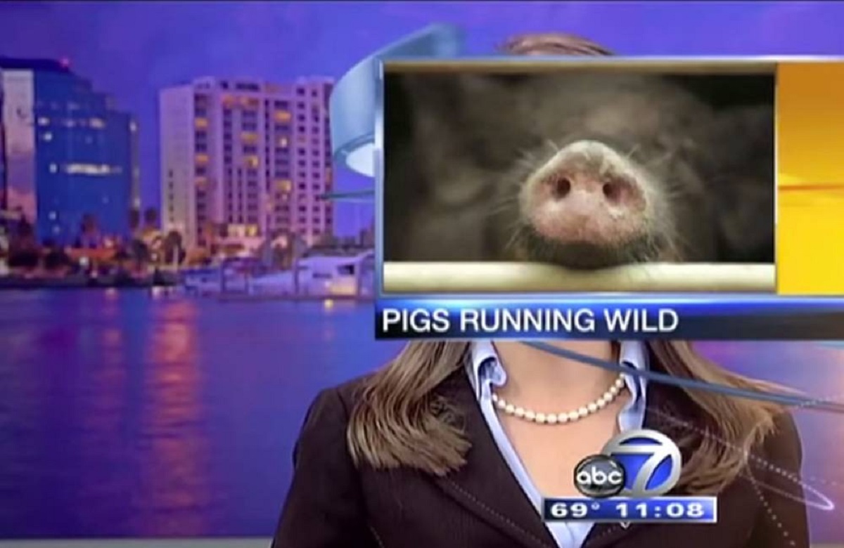 In 2014 on WWSB, a news blooper occurred not due to anchors or reporters but the production crew. During an evening report, a photo mishap left the unsuspecting anchor looking 'pig-headed.'