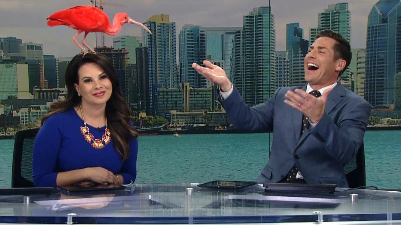 In 2018, during a live segment on San Diego's KFMB-TV, anchors Nichelle Medina and Eric Kahnert experienced an unexpected twist as a San Diego Zoo ibis landed on Ms. Medina's head, creating a humorous and memorable TV moment.