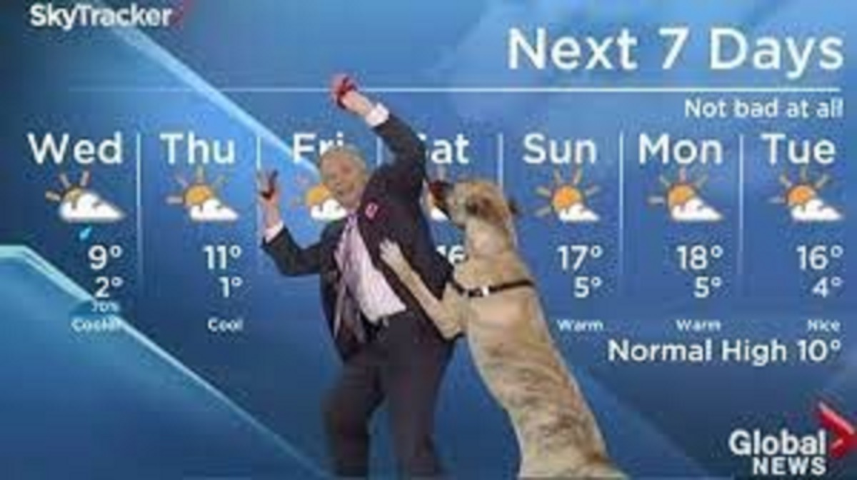 In 2014, on Global Edmonton, a heartwarming segment turned comedic as rescue dog Ripple joined meteorologist Mike Sobel to co-present the weather. Ripple's adorable antics stole the spotlight and viewers' hearts.