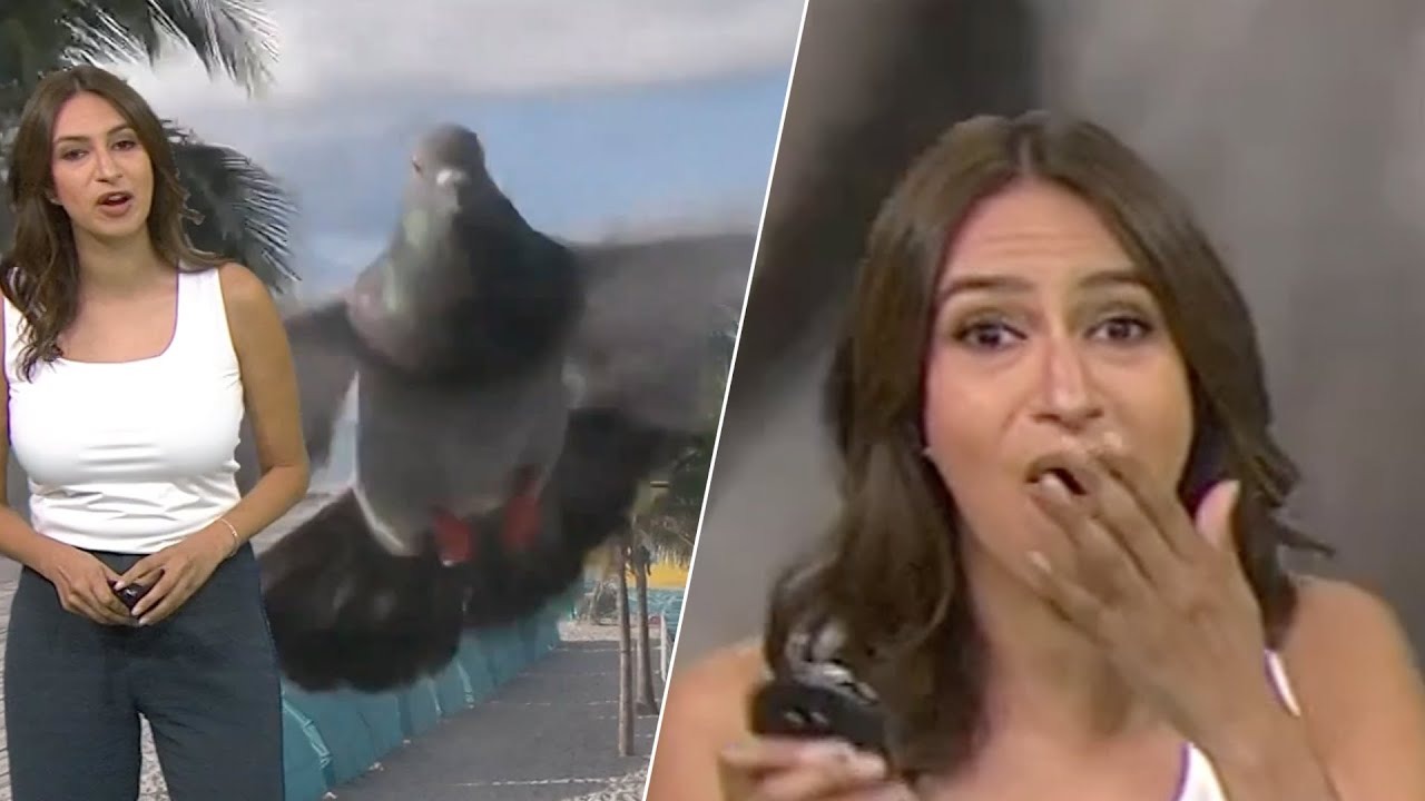 In 2023, NBC6 South Florida meteorologist Chelsea Ambriz had a surprising encounter during a live broadcast when a pigeon flew at the camera on Hollywood Beach. Ambriz shared the humorous moment on Twitter.