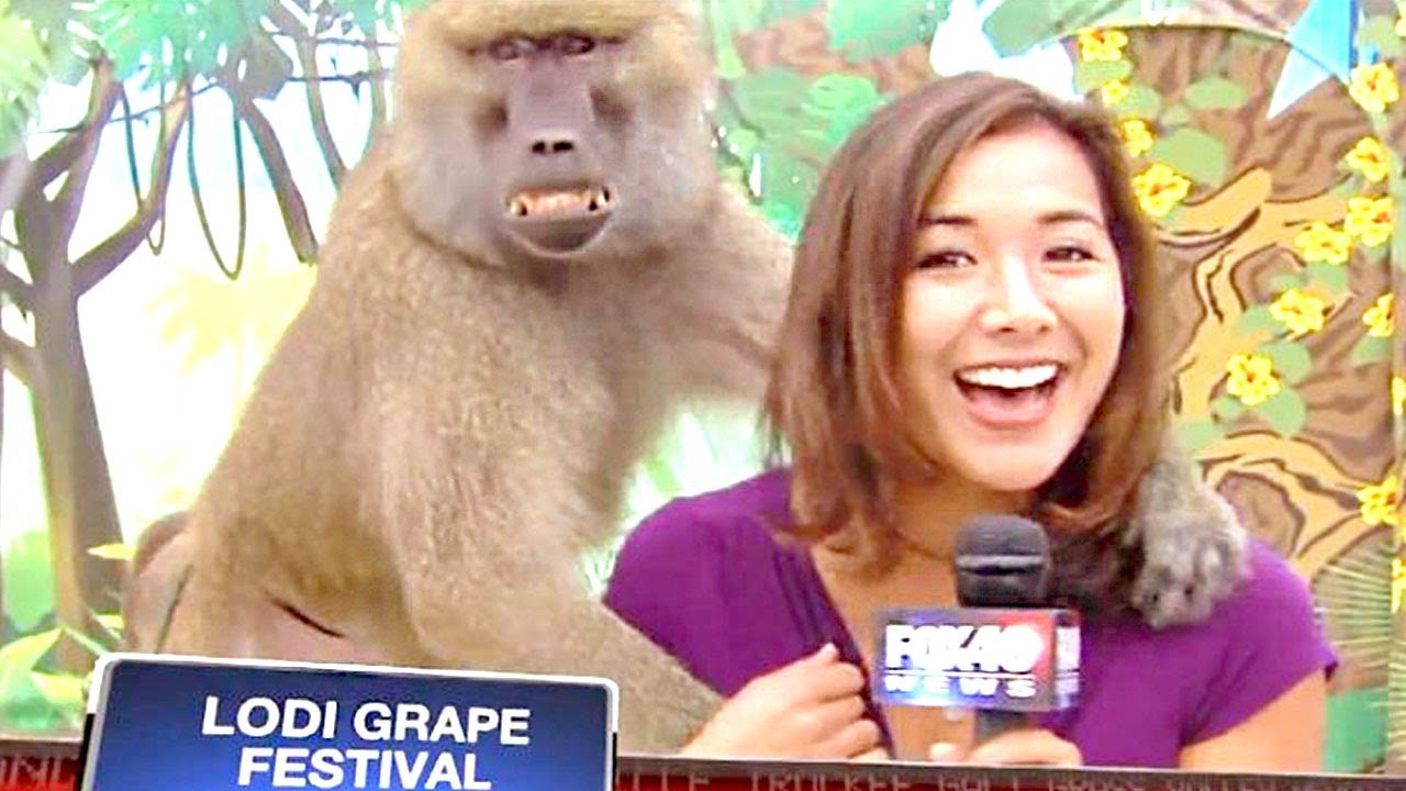 In 2018, Fox 40's Sabrina Rodriguez faced an unexpected encounter with a baboon during a live report at the Lodi Grape Festival. The mischievous monkey playfully grabbed her breast, creating a viral and amusing blooper in live news broadcasting.