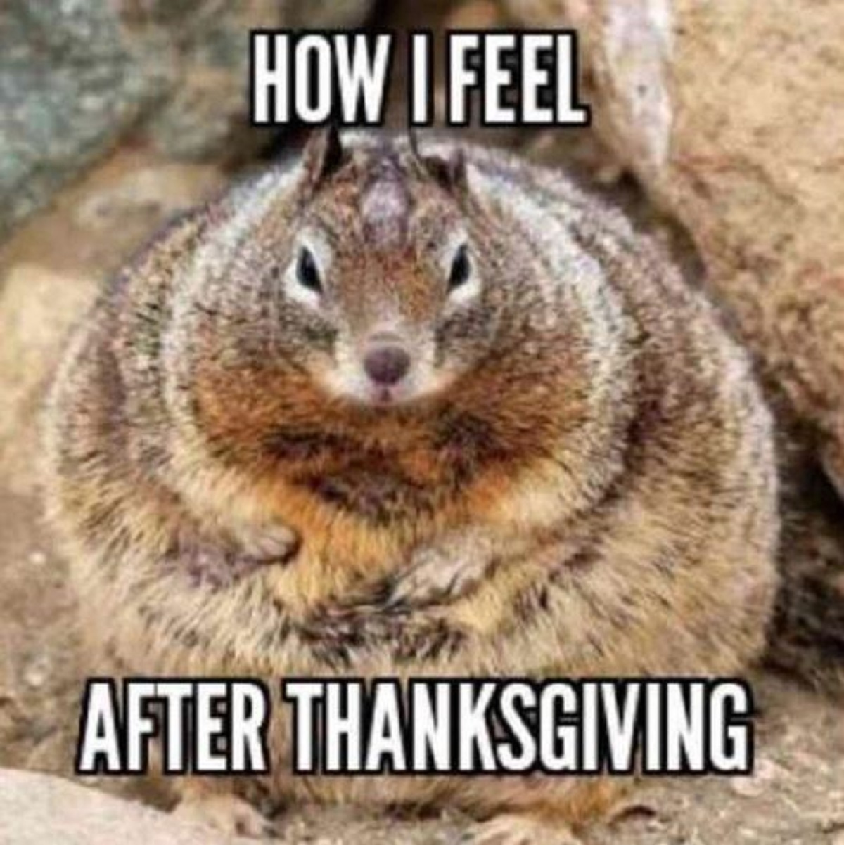 30 Relatable Thanksgiving Memes To Stuff Yourself With