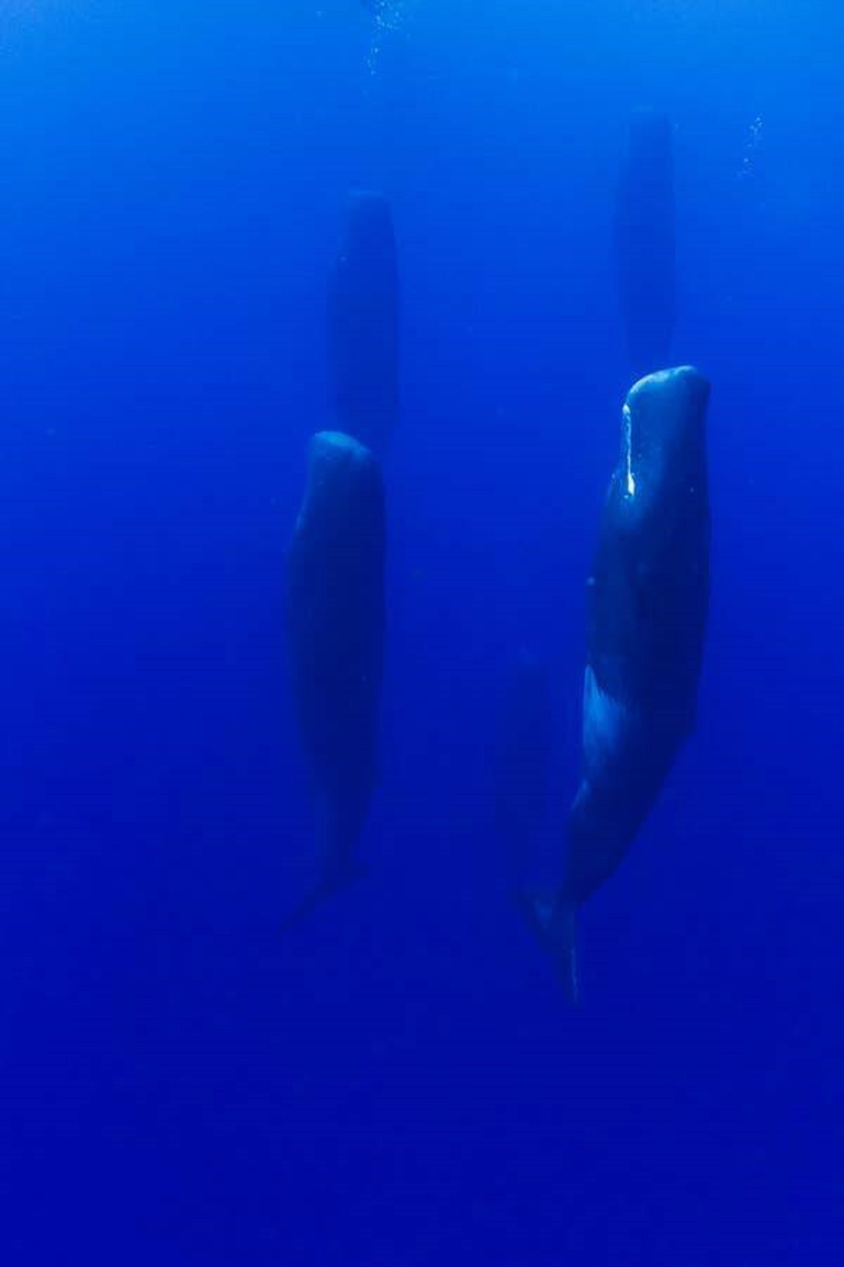 Sperm whales sleep vertically:
