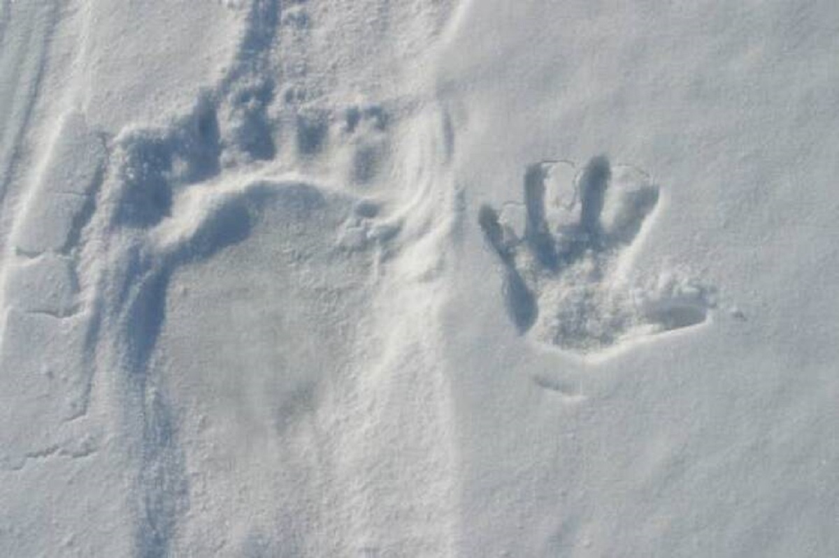 This is what a polar bear's paw print looks like compared with a human hand: