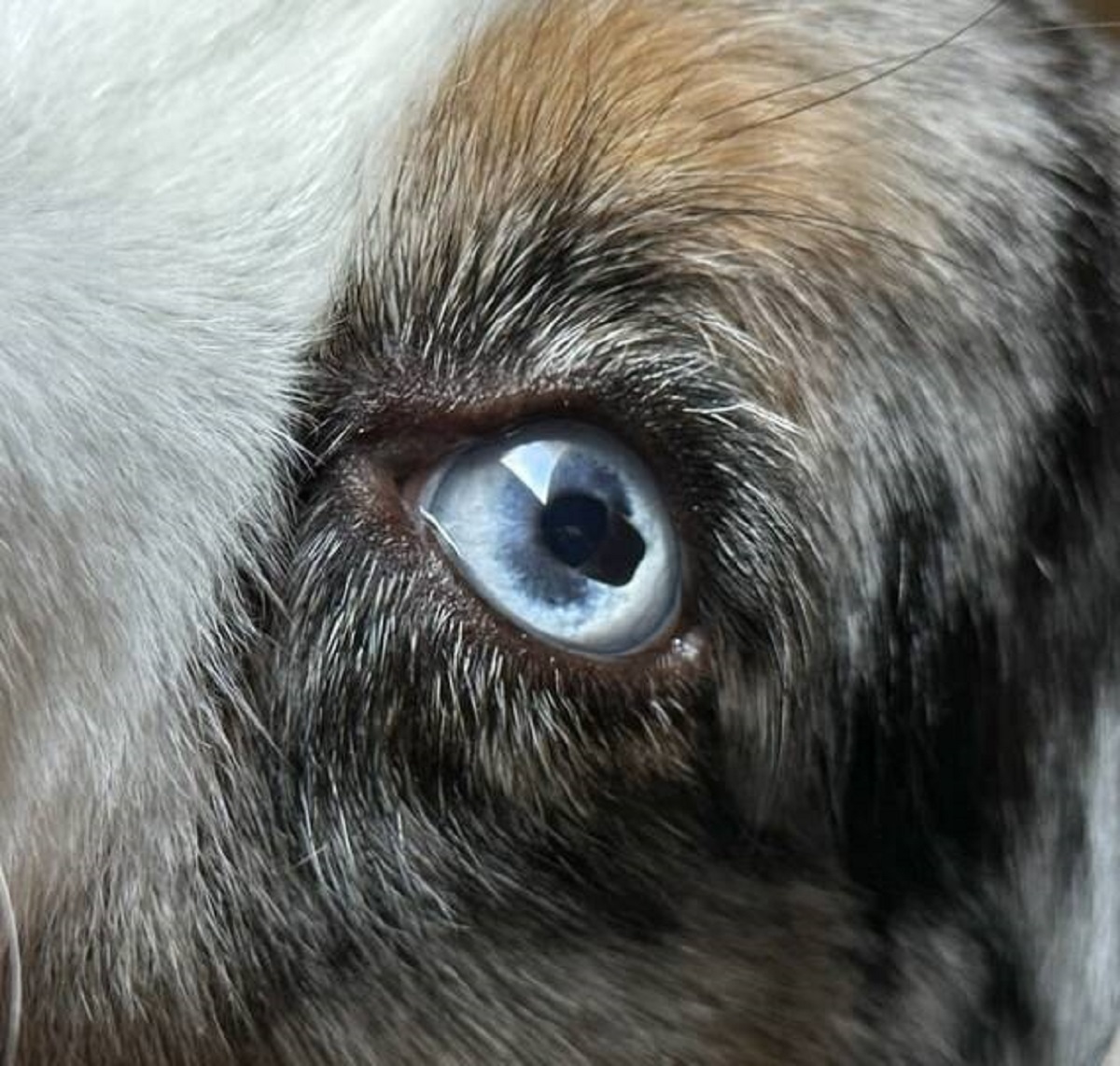 "My dog’s iris has a dark spot"