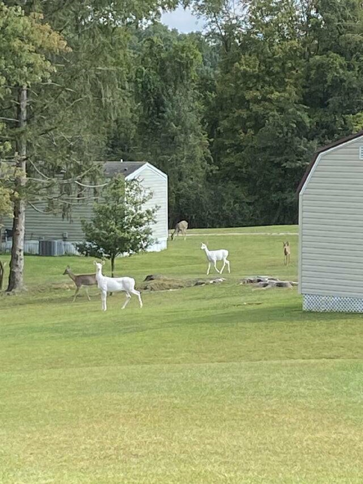 "Two white albino deer near where I live"