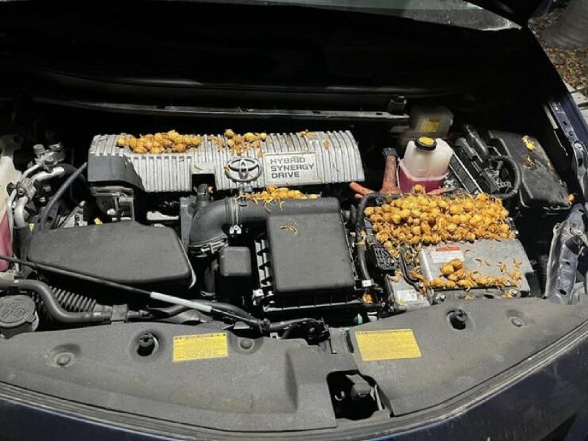 "I found hundreds of fruit under the hood of my car"