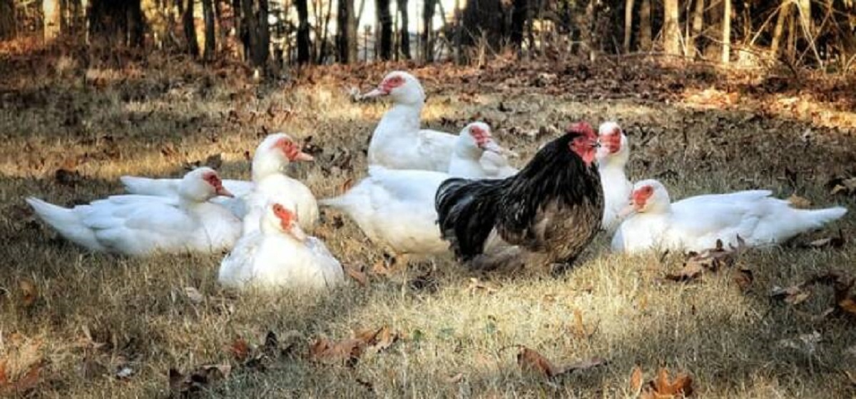 "My rooster has a harem of ducks"