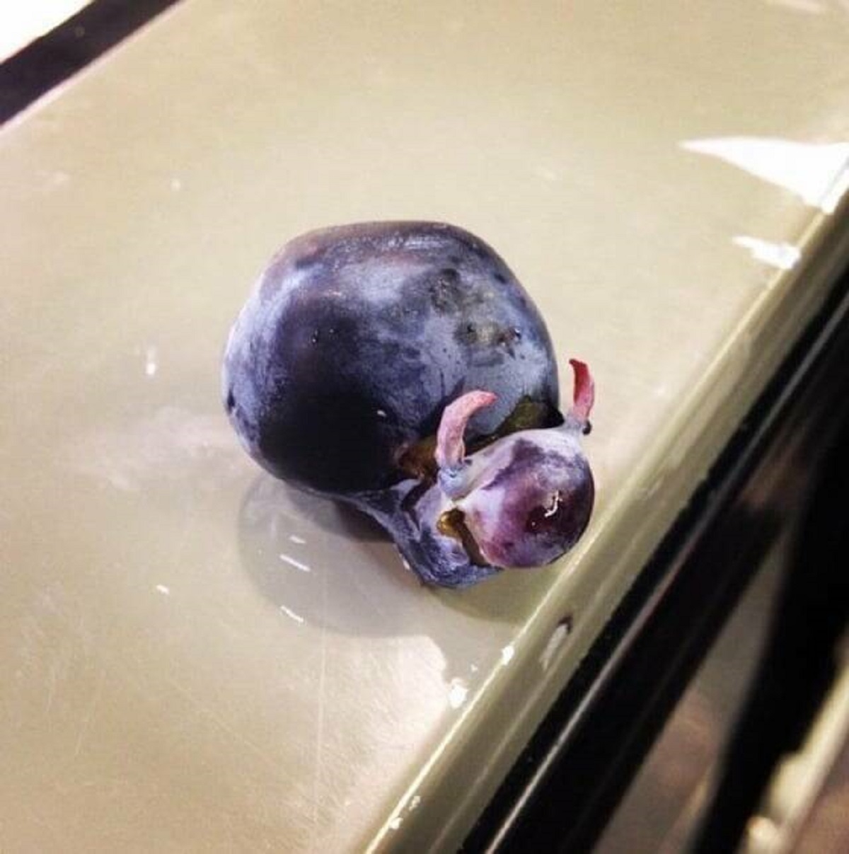 "This slightly deformed blueberry"