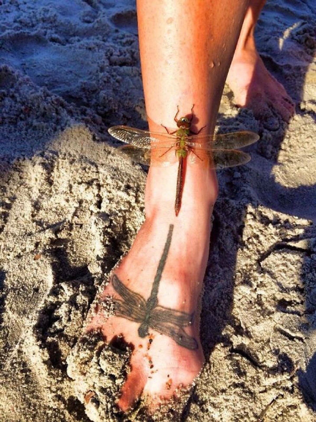 “A dragon fly landed on my friends foot and mirrored its own tattoo.”