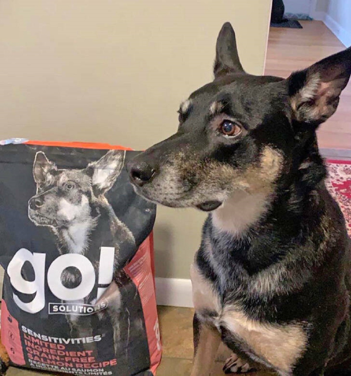 “My dog who is a mixed breed looks almost identical to this dog on a food bag.”