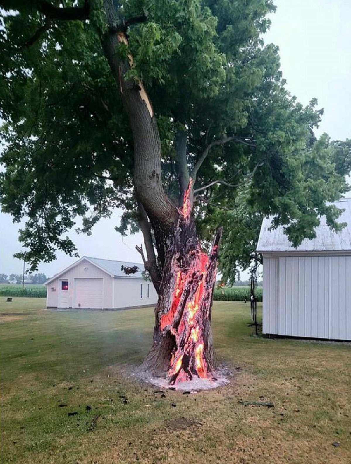 "Tree Struck By Lightning Burning From Inside Out"