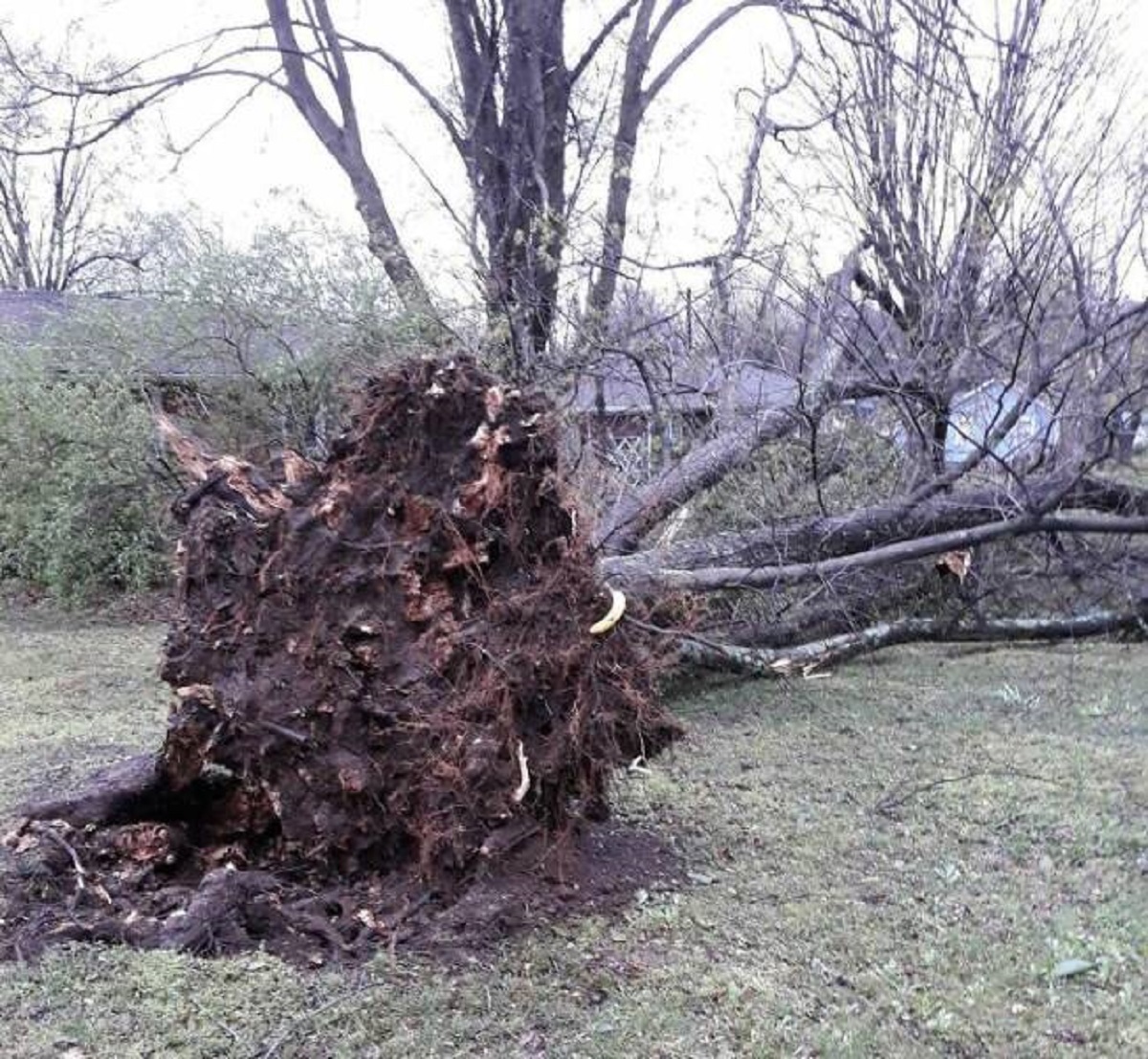 "Crazy Storm Uprooted Our Tree In The Front Yard, Banana For Scale"